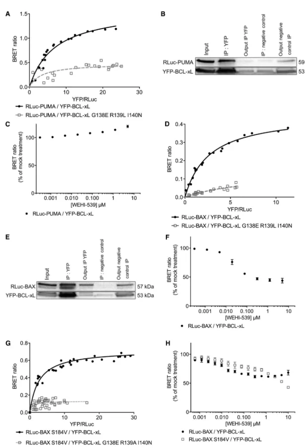 Figure 2. BH3 Mimetics Do Not Inhibit Interactions of Full-Length BCL-xL with PUMA