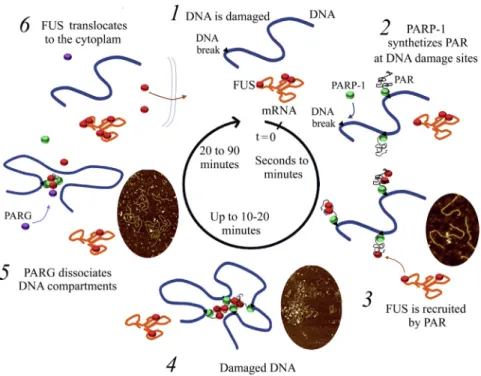 Figure 7. Schematic View of the Different Steps of Damaged DNA  Compartmentaliza-tion by FUS