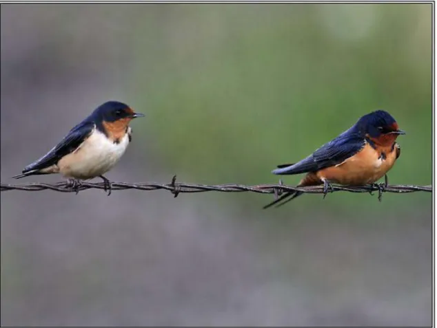 Fig. 2. The identification guide to barn swallows   Left: Female barn swallow.    Right: Male barn swallow