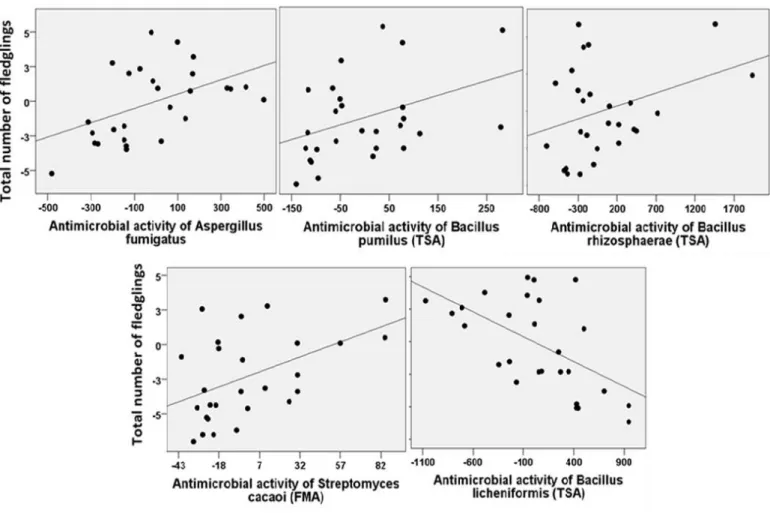 Fig. 15: Total number of barn swallow fledglings in relation to residual antimicrobial activity  of Aspergillus fumigatus, Streptomyces cacaoi in TSA medium, Bacillus pumilus in TSA  medium, Bacillus rhizosphaerae in TSA medium, and Bacillus licheniformis 