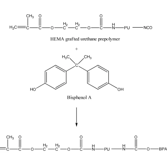 Figure 9. The reaction route of chain extension of HEMA grafted urethane prepolymer 