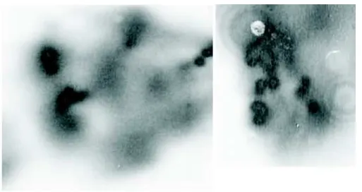 Figure 4.7: Single-shot beam impacts on photosensitive paper after 75-m propa- propa-gation in dry air (left) and in rain.