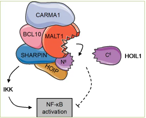 Figure 2. Working model for HOIL1 function in lymphocytes.  HOIL1 negatively  regulates antigen receptor-mediated NF-κB activation unless cleaved by MALT1
