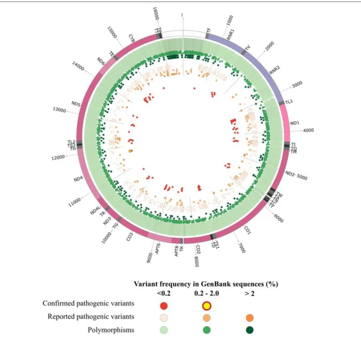 FIGURE 1 | Graphical representation of human mitochondrial DNA variations. The outer circle depicts the mitochondrial genome with annotated tRNAs (gray), rRNAs (purple), protein-coding genes (Bentley et al., 2008), and non-coding regions (white)