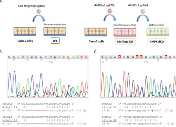 Figure 1. Generation and characterization of AMPKα1/α2-deficient Caco-2 cells. (A) Experimental  workflow for genome engineering of colon carcinoma Caco-2 cells