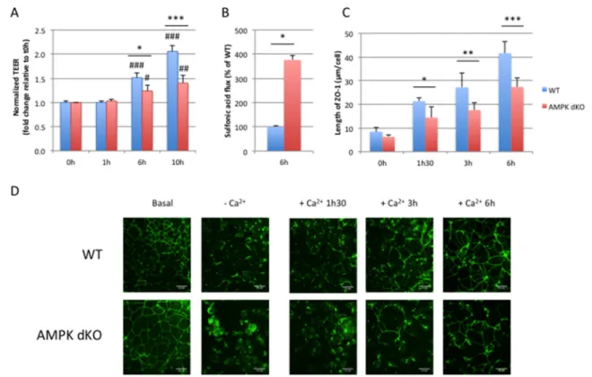 Figure 3. AMPK disruption delays barrier integrity recovery after calcium switch. (A) Time course of  TEER development in WT and AMPK dKO Caco-2 cells subjected to a calcium switch