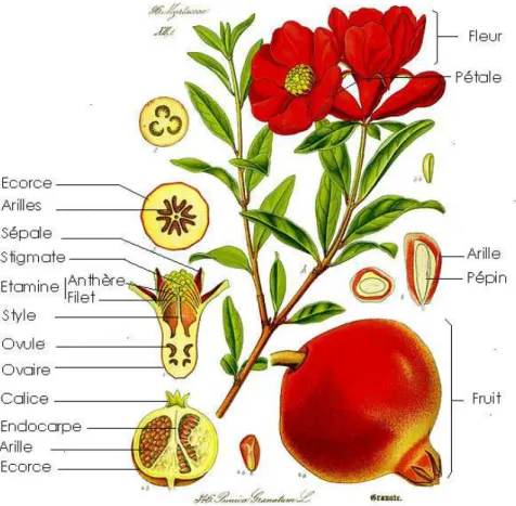 Figure  2.  Fleurs  et  fruits  du  Grenadier  (Punica  granatum)(Flora  von  Deutschland  and Schweiz
