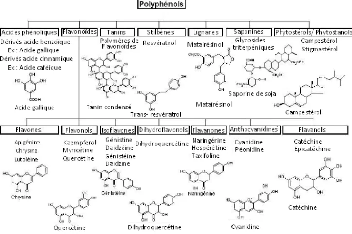 Figure 6. Différentes classes des composés phénoliques. 