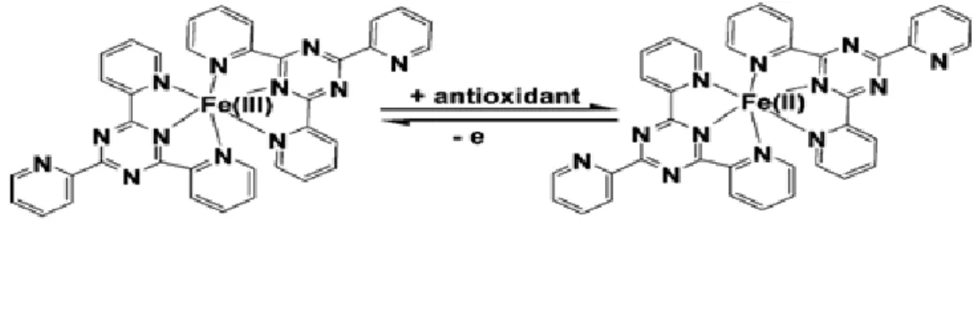 Figure 17.  Mécanisme  réactionnel  intervenant  lors  du  test  FRAP  entre  le   complexe tripyridy-s-tri-azine ferrique Fe(III)-TPTZ et un antioxydant (AH)