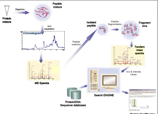 Figure 14. Typical workflow for protein identification when applying LC-MS/MS proteomic analysis