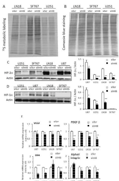 Figure 6.  Int6 gene silencing downregulates the Hypoxia Inducible Factors expression  without affecting global cell translation