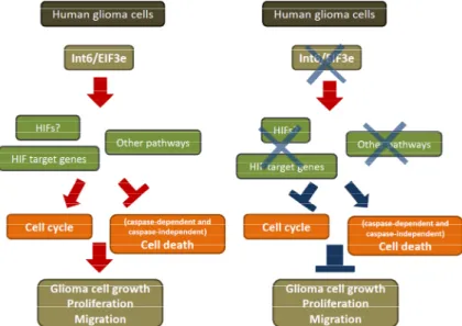 Figure 7. Int6/eIF3e is essential for human glioblastoma cell growth. Int6 inhibition leads to  decreased glioma cell proliferation and migration, presumably through decreased HIF  expression and activity and increased cell cycle arrest and apoptosis