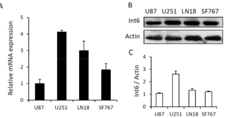 Figure 1. Basal Int6/eIF3e expression in four different glioblastoma cell lines. (A) Graph  representing Int6 mRNA levels in LN18, SF767, U87 and U251 glioma cells analyzed by  qRT-PCR (n = 4); (B) Western blot analysis showing basal Int6 protein expressio