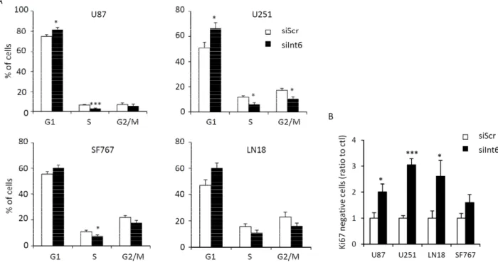 Figure 4. Int6/eIF3e inhibition halts GBM cell cycle. (A) Quantification of cell cycle  distribution of GBM cells using flow cytometry and PI staining