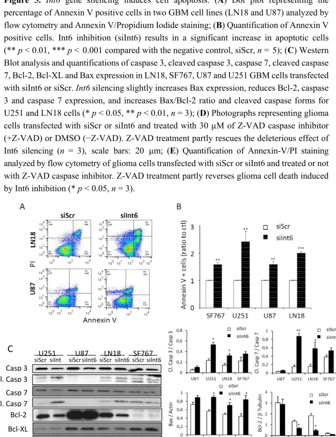 Figure 5.  Int6 gene silencing induces cell apoptosis. (A) Dot plot representing the  percentage of Annexin V positive cells in two GBM cell lines (LN18 and U87) analyzed by  flow cytometry and Annexin V/Propidium Iodide staining; (B) Quantification of Ann