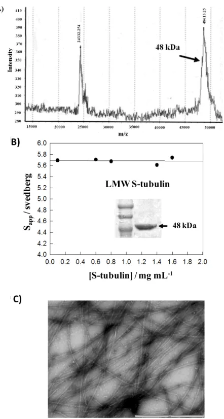 Figure 7. Subtilisin cleaved tubulin characterization: (A) Mass spectrum of S-tubulin  showing one species of 48 kDa identified after MALDI-TOF/MS analysis