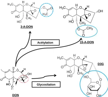 Tableau  12 :  Études  in  vitro  et  in  vivo  mettant  en  évidence  la  transformation  du  D3G  en  DON