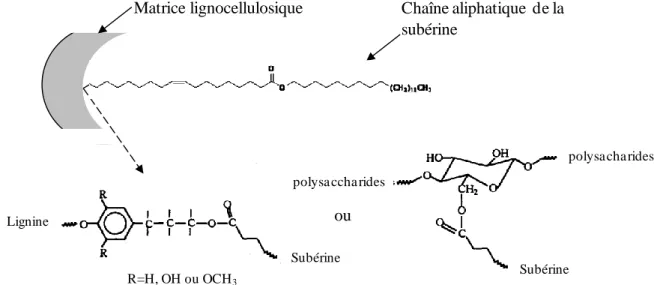 Figure I.14 : Représentation schématique du lien entre la chaîne aliphatique de la subérine et  la matrice lignocellulosique, d’après Gil et al., 1997