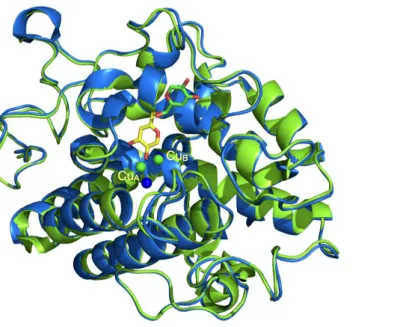 Figure 1. 3D structures of KA bound to Ty from B. megaterium: (A) in one structure (pdb: 5i38) KA (in yellow) is observed inside the active site  with  its  hydroxyl  group  oriented  towards  CuA  at  a  distan e  o         ; [3a]   (B)  in  another  stru