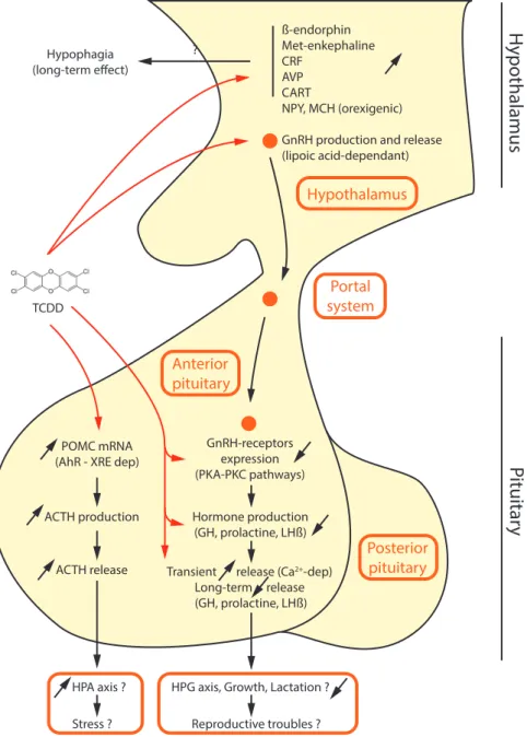 Figure 2. The putative effects of tetrachlorodibenzo-p-dioxin (TCDD) on the hypothalamic-pituitary axis