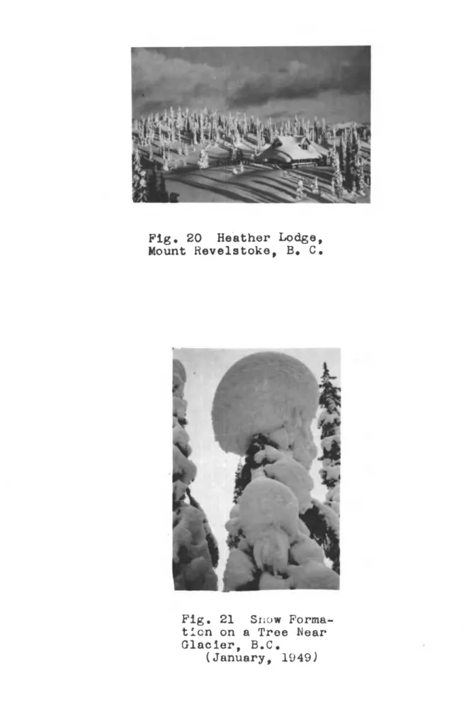Fig.  2I  Sn'.-rw  Forma- Forma-t l c n   o n   a   T r e e   N e a r G l a c l e r ,   B 