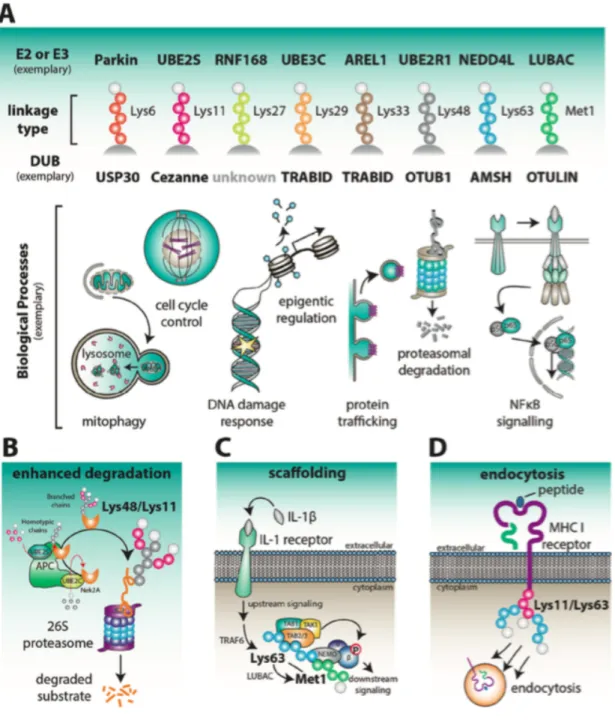 Figure  1.4  Physiological  roles  associated  with  individual  chain  types.  A.  Examples  of  E2  or  E3  enzymes  that  assemble  and  DUBs  that  disassemble  ubiquitin  chains  with  linkage  preferences  is  indicated