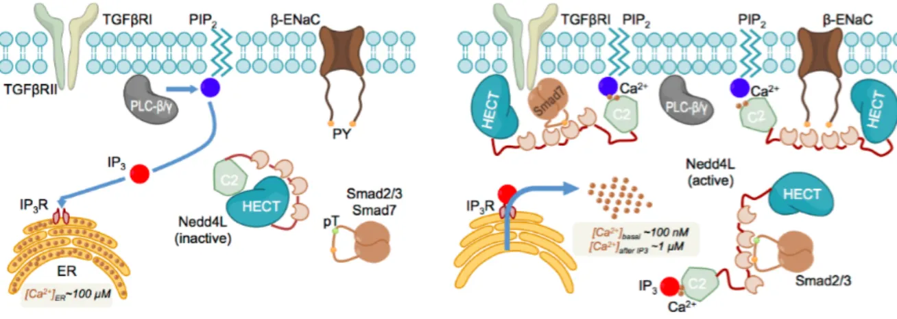 Figure 1.9. Activation and cellular localization of Nedd4-2 by IP3 and Calcium.  IP3-induced Ca 2+