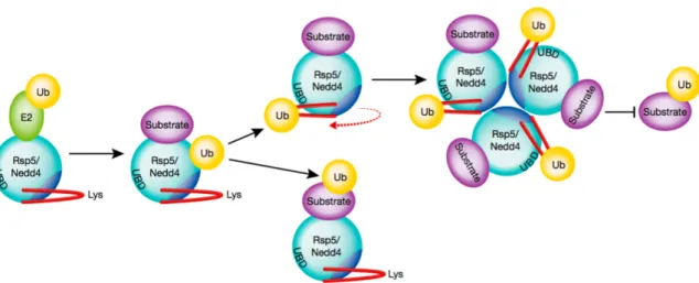 Figure  1.10.  Schematic  representation  of  how  the  Nedd4  family  ubiquitin  ligases  self-regulate  through  auto-ubiquitination