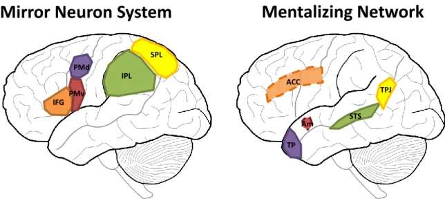 Figure 1.1 Illustration du système des neurones miroirs (MNS) et du réseau de mentalisation (MENT) 