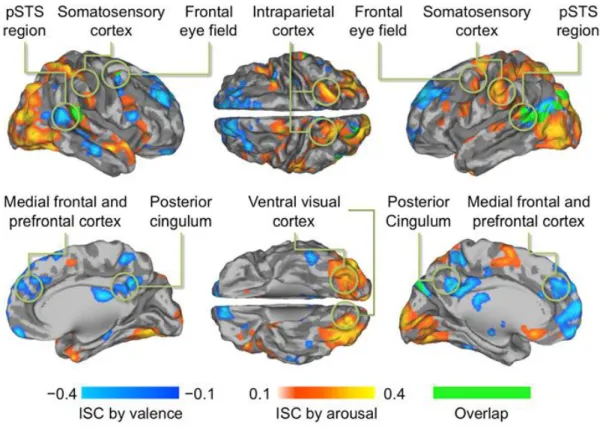 Figure 1.4 Régions cérébrales présentant une corrélation significative (p &lt; 0.05) entre l’ISC et la valence / intensité auto- auto-rapportées (Nummenmaa et al., 2012)
