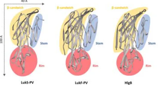 Figure I.4 – Structure tridimensionnelle des sous-unités de la LPV et de HlgB 