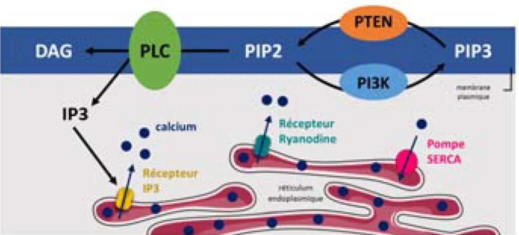 Figure I.9 – Mécanisme de libération du calcium réticulaire 