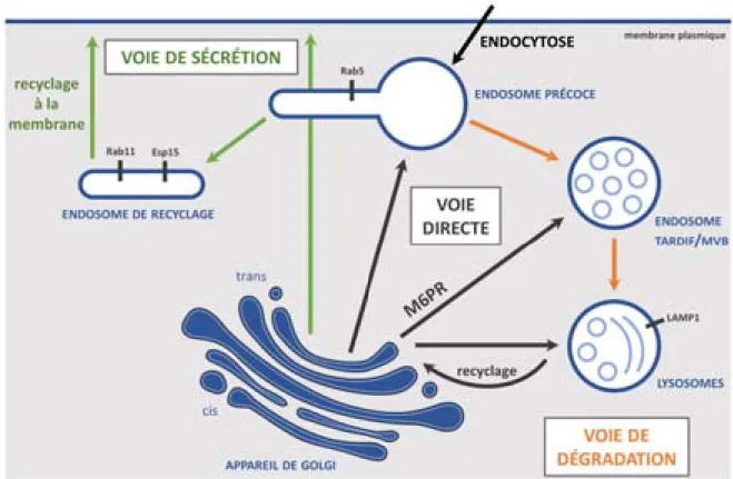 Figure I.12 – Tri cellulaire : recyclage et dégradation de protéines après l’endocytose dans la cellule 