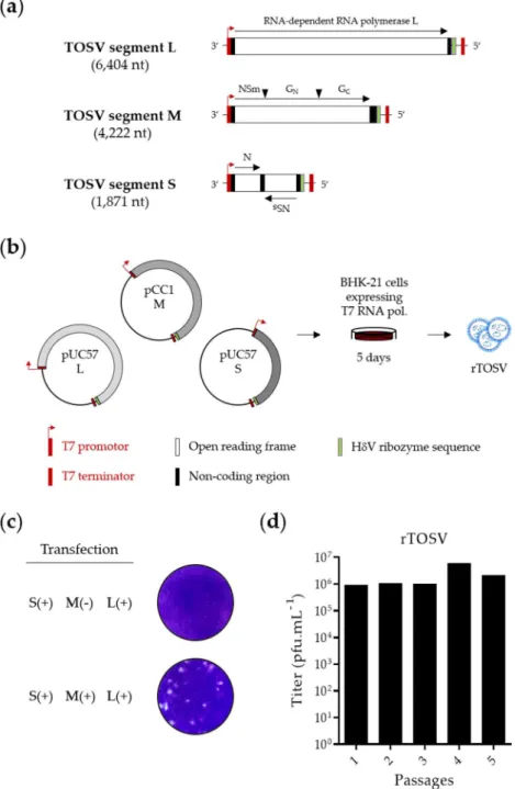 Figure 1. Rescue of Toscana virus (TOSV) from T7-driven plasmid DNAs. (a) The three negative-sense  RNA genomic segments of TOSV strain H4906 (lineage B) were cloned between a T7 promoter and  T7  terminator  into  the  plasmids  pUC57  (S  and  L)  and  p