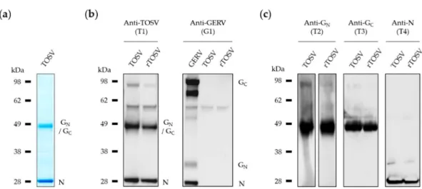 Figure 2. Characterization of rescued TOSV particles after amplification in BHK-21 cells and four  successive passages in Vero cells