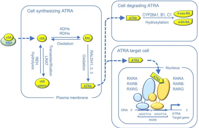 Figure 2. Regulation of retinoid signaling. Vitamin A (vitA) is provided to cells either  by the blood, where it circulates bound to the vitA-binding protein (RBP)
