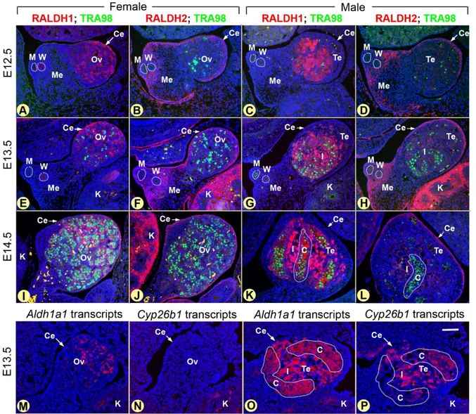 Figure 3. Distribution patterns of ATRA synthesizing and degrading enzymes in  the vicinity of gonocytes, around the time of their meiotic entry in the female