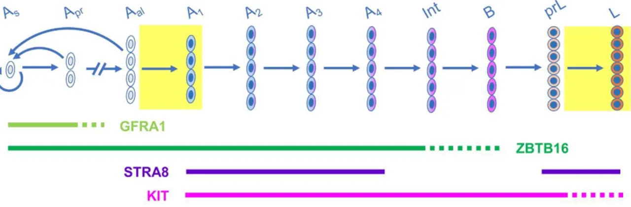 Figure  5.  Spermatogonia  differentiation  assessed  by  immunohistochemistry. 