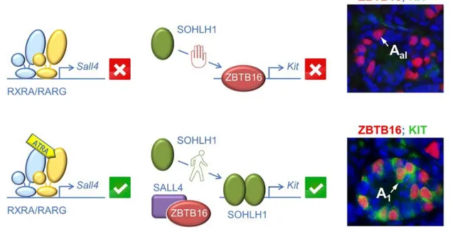 Figure  10.  A  model  for  the  regulation  of  Kit  expression  by  ATRA  during  the  transition from A al  to A 1  spermatogonia