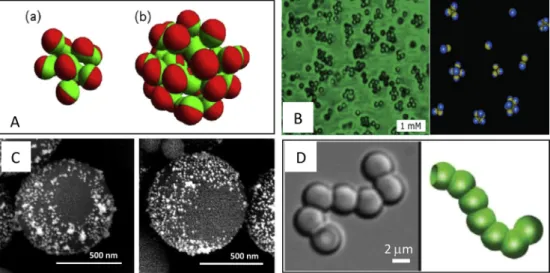 Fig. 1. A. Typical shape of a micelle (a) and a vesicle (b) of Janus particles. Reprinted with permission from[9] Copyright 2009 by the American Physical Society