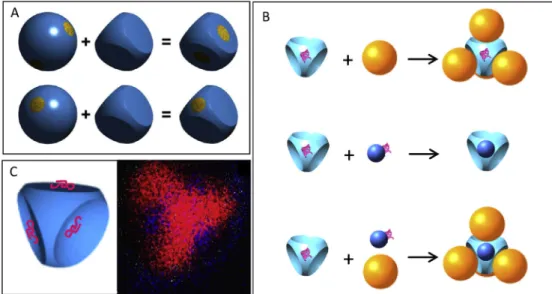 Fig. 8. Views of a A 12 B 20 C 30 multi-shell structure which results from the assembly of the individual particles A, B and C shown underneath