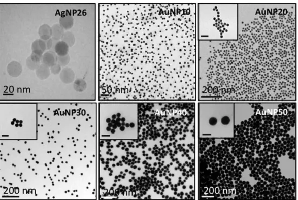 Fig. 1 Typical TEM images of silver nanoparticles AgNP26 and gold nanoparticles AuNP with various diameter  from 10 to 50 nm (scale bars: 50 nm in inserts)