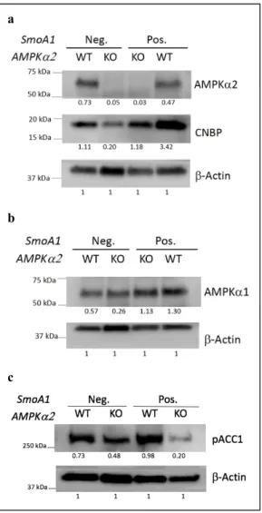 Figure 3. Loss of AMPKα2 results in lower level of expression of the CNBP and pACC1 proteins in  both physiological (SmoA1−) and pathophysiological (SmoA1+) contexts