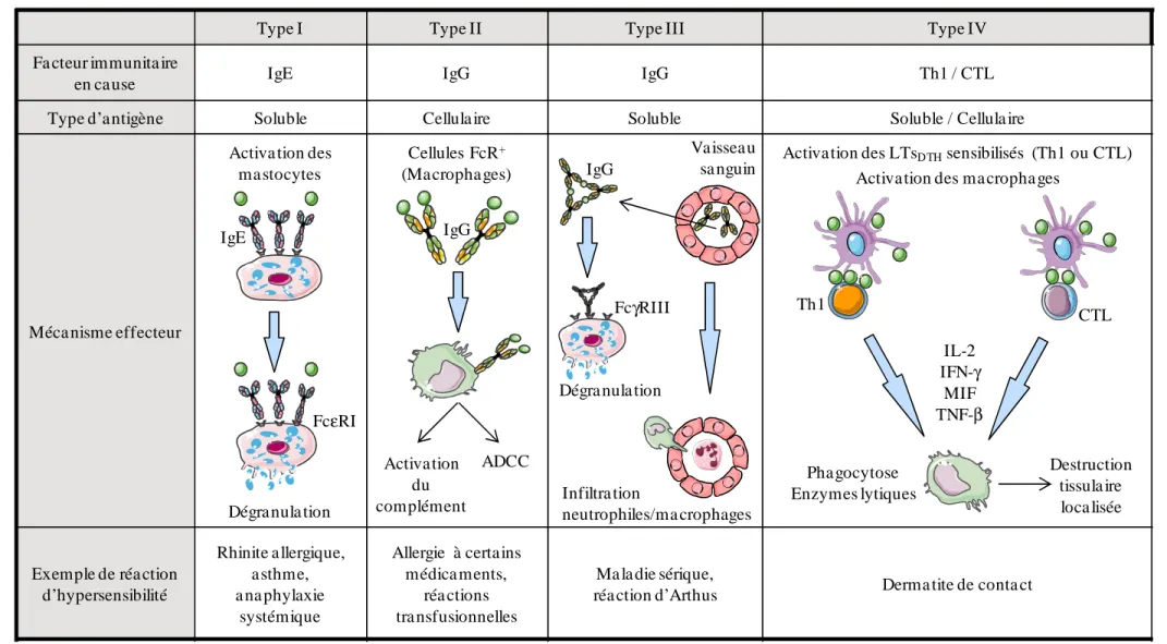 Figure 1 : Mécanismes immunologiques des quatre réactions d'hypersensibilité. 