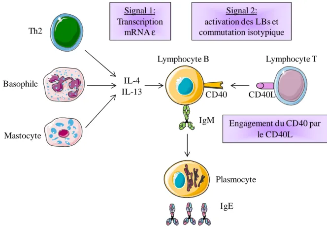 Figure 3 : Mécanismes immunologiques aboutissant à la synthèse des IgE.  