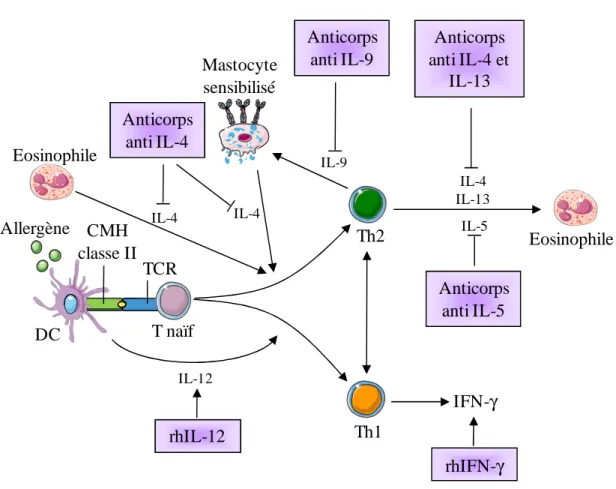 Figure 6 : Thérapies de l'asthme basées sur les cytokines. 