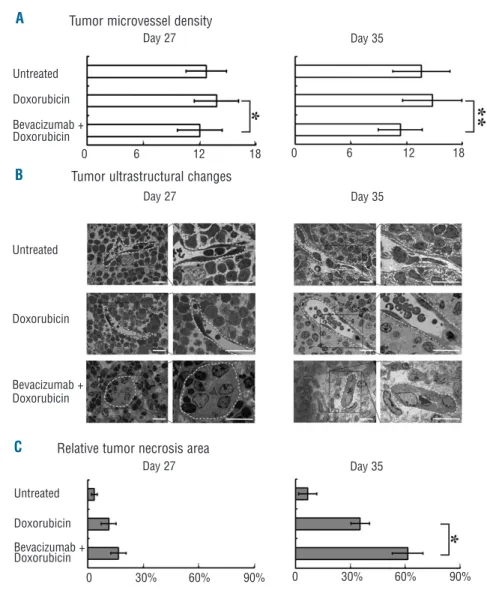 Figure  2. Bevacizumab  targeted endothelial  cells  and  induced  tumor necrosis.  (A)  Combined  bevacizumab with  doxorubicin  significantly  reduced tumor  microvessel  density  at  Day  27 and  Day  35