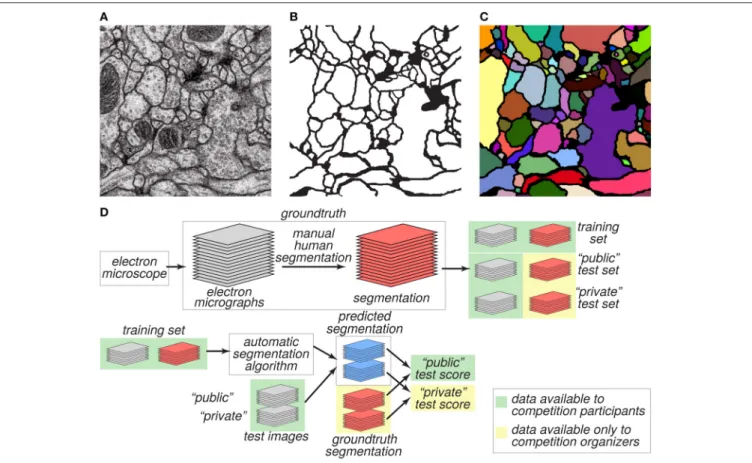 FIGURE 1 | Challenge datasets. (A) EM image of the ventral nerve cord of a larval Drosophila