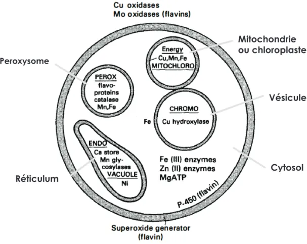 Figure I.4 : Compartimentation cellulaire de certaines espèces métalliques. 