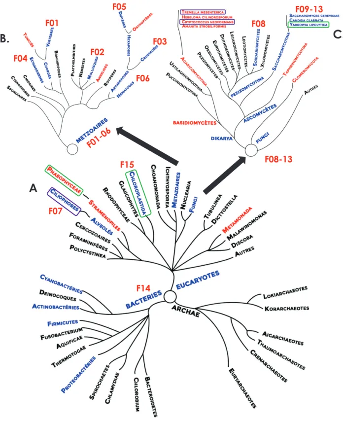 Figure I.10 : Distribution des métallothionéines au sein de l’arbre de vie.  En  A. 